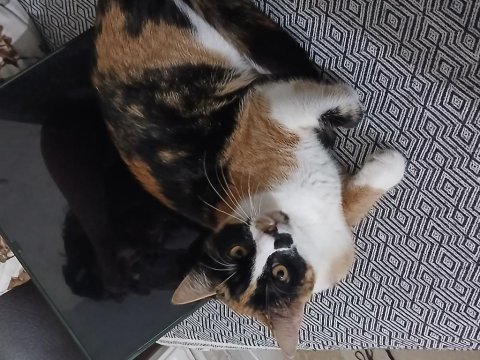 Kedimiz kontez kalıcı yuvasını arıyor