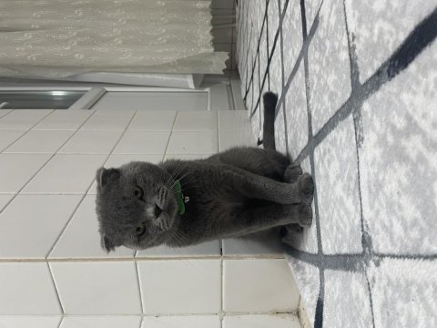 Sıcak yuva arıyoruz scottish fold