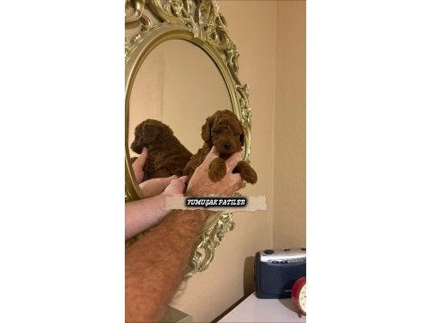 Toy poodle dişi ve erkek