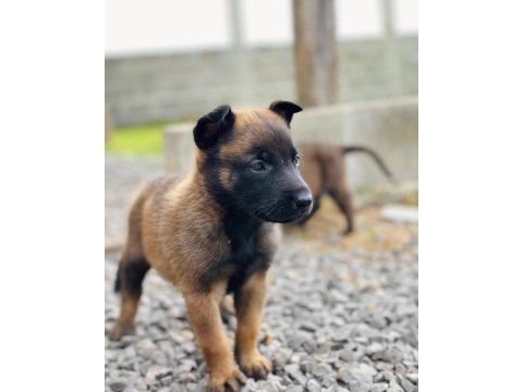 Belçika malinois yavruları