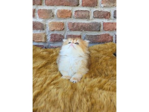 British longhair