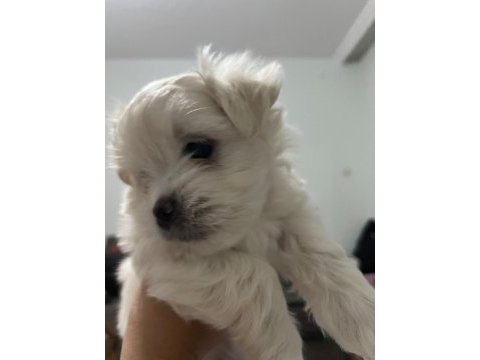 Maltipoo cinsi bebekler