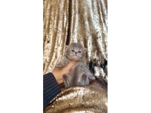Yavrularımız yeni ailelerini arıyor british longhair