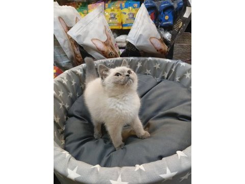Bebek british shorthair bluepoint