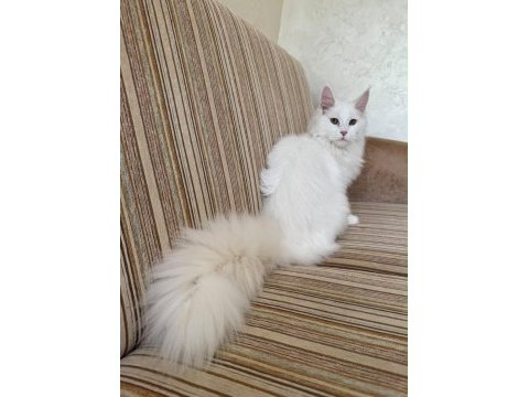 Güzeller güzeli beyaz dişi maine coon