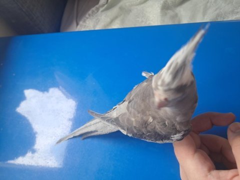 Ele alışkın sultan papağanı jumbo yavru