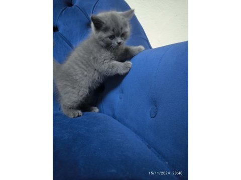 British shorthair gri ayı surat tontiş bebekler