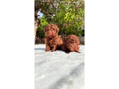 Chocolate toy poodle yavrular