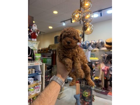 Toy poodle yavrular