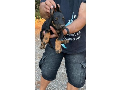 Sağlık ve ırk garantili doberman yavrularımız 