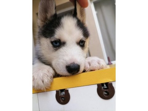 A + sibirya kurdu husky yavrular erkek - dişi