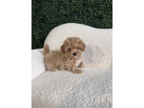 Maltipoo yavrularımız