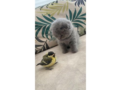 Top kafa panda surat scottish fold bebekler