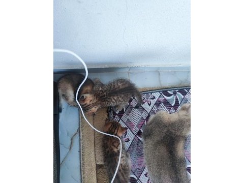 3 adet erkek yavru kedimizin tuvalet eğitimi tamamlandı