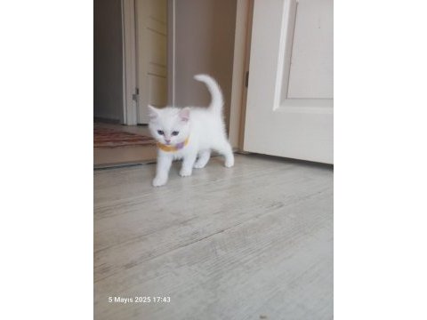 2 aylık pamuk british longhair
