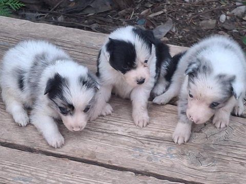 Merle border collie bebekler üreticiden safkan