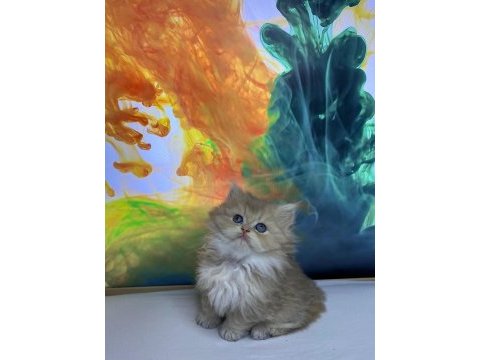 British shorthair / longhair bebekler