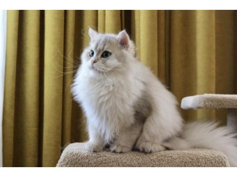 Gri british longhair kedimiz paşa
