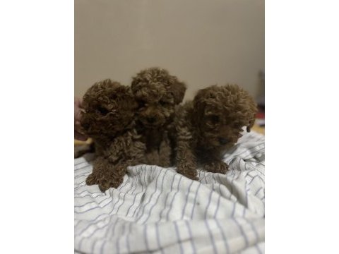 3 dişi ve 1 erkek toy poodle