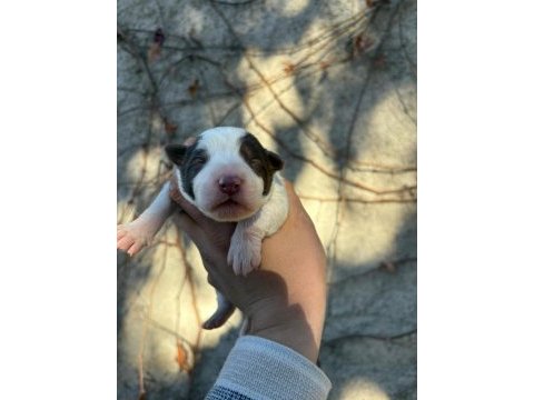 29 ekim doğumlu border collie yavrular