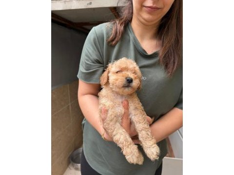 Apricot maltipoo yavrular