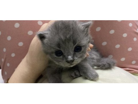 2 buçuk aylık safkan scottish fold bebek