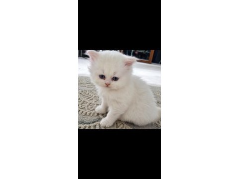 British longhair kediler