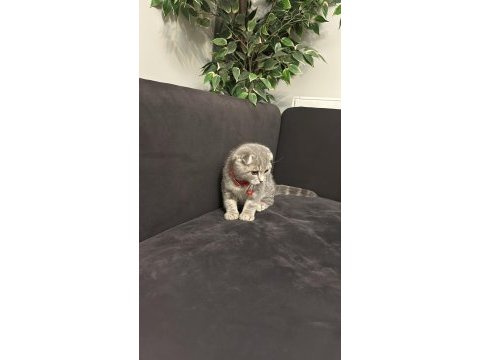 Erkek scottish fold