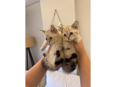 Golden british shorthair yavrular
