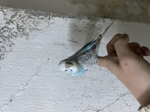 Yeni yeme düşmüş ele alıştırmalık muhabbet kuşu yavrular