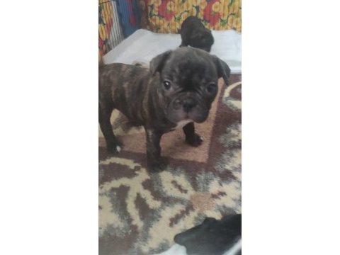 French bulldog yavru