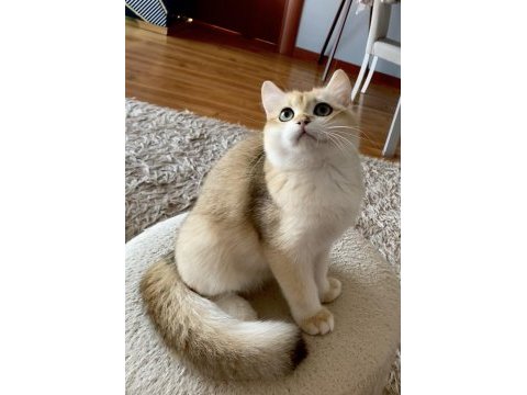 Safkan british shorthair golden erkek yavru