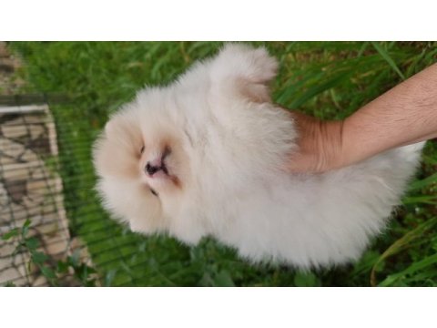 Pomeranian boo köpeği