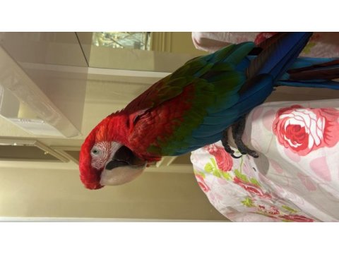 Ara macaw papağanı