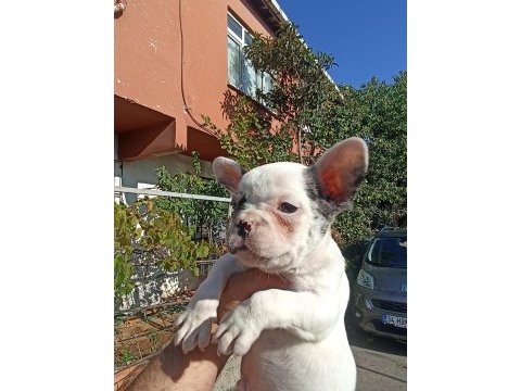 Anne altından eşsiz sağlıklı french bulldoglar