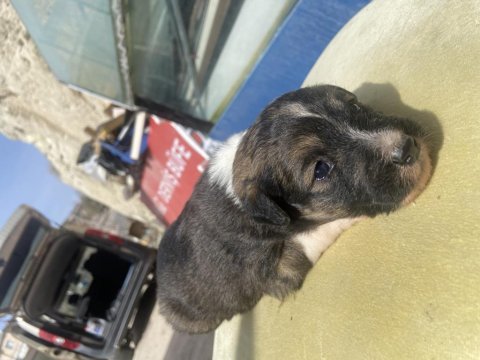 2 numara terrierler çok uygun fiyat
