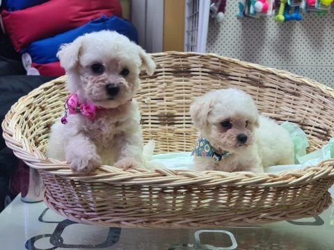Orjinal bichon frise yavrularımız