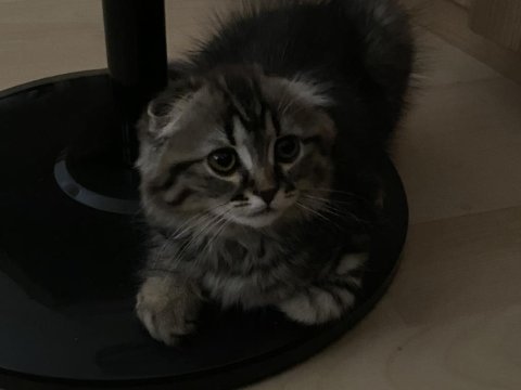 Scottish fold 3 aylık