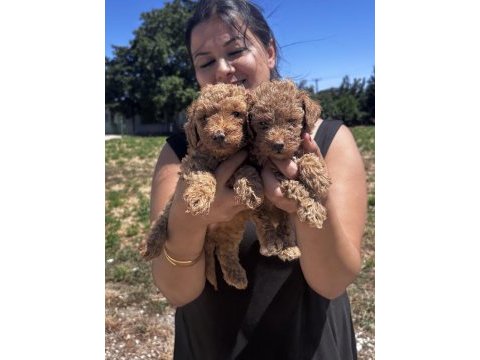 Red sağlık ve ırk garantili toy poodle yavrularım