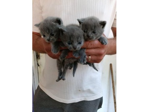 British shorthair bebeklerimiz