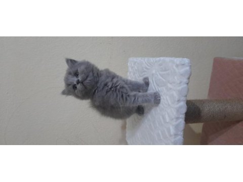 Dünyalar tatlısı british longhair ve scottish bebeklerimiz