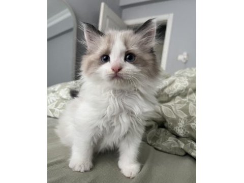 Kız kardeşler british longhair ve shorthair