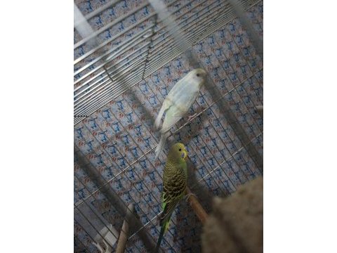 Çek jumbo şov jumbo albino muhabbet kuşu
