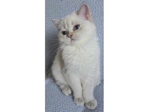 Golden british shorthair yavrular