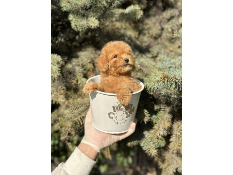 A+ maltipoo yavrular