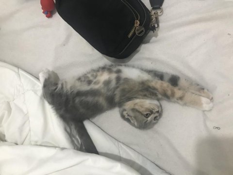 Scottish fold dişi kedi