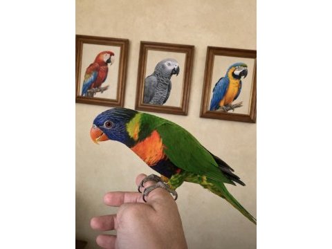 Jumbo boy rainbow lori