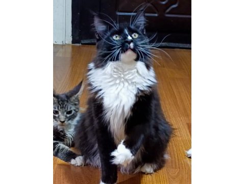 Xxl dev maine coon iri kan hattı