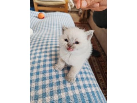 British shorthair yavrularımız yuva arıyor