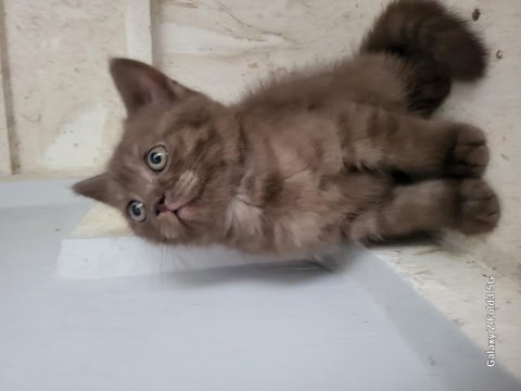 Whiskas british shorthair sağlıklı ve güçlü